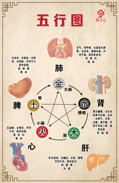 五臟六腑 五行 数字代表的中文意思